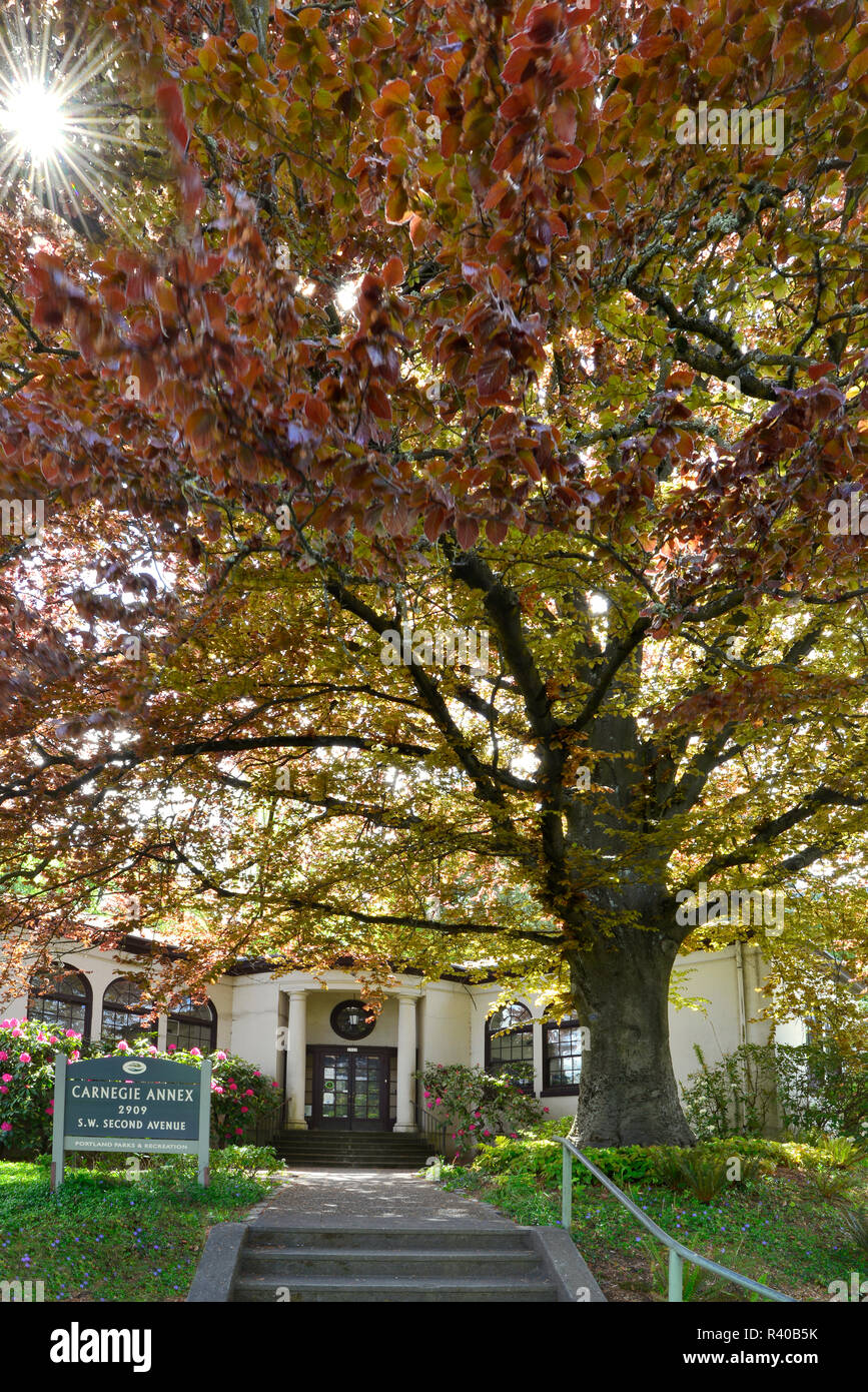 Stati Uniti d'America, Oregon, Portland. Carnegie allegato incorniciato da Unione faggio. Credito come: Steve Terrill Jaynes / Galleria / DanitaDelimont.com Foto Stock
