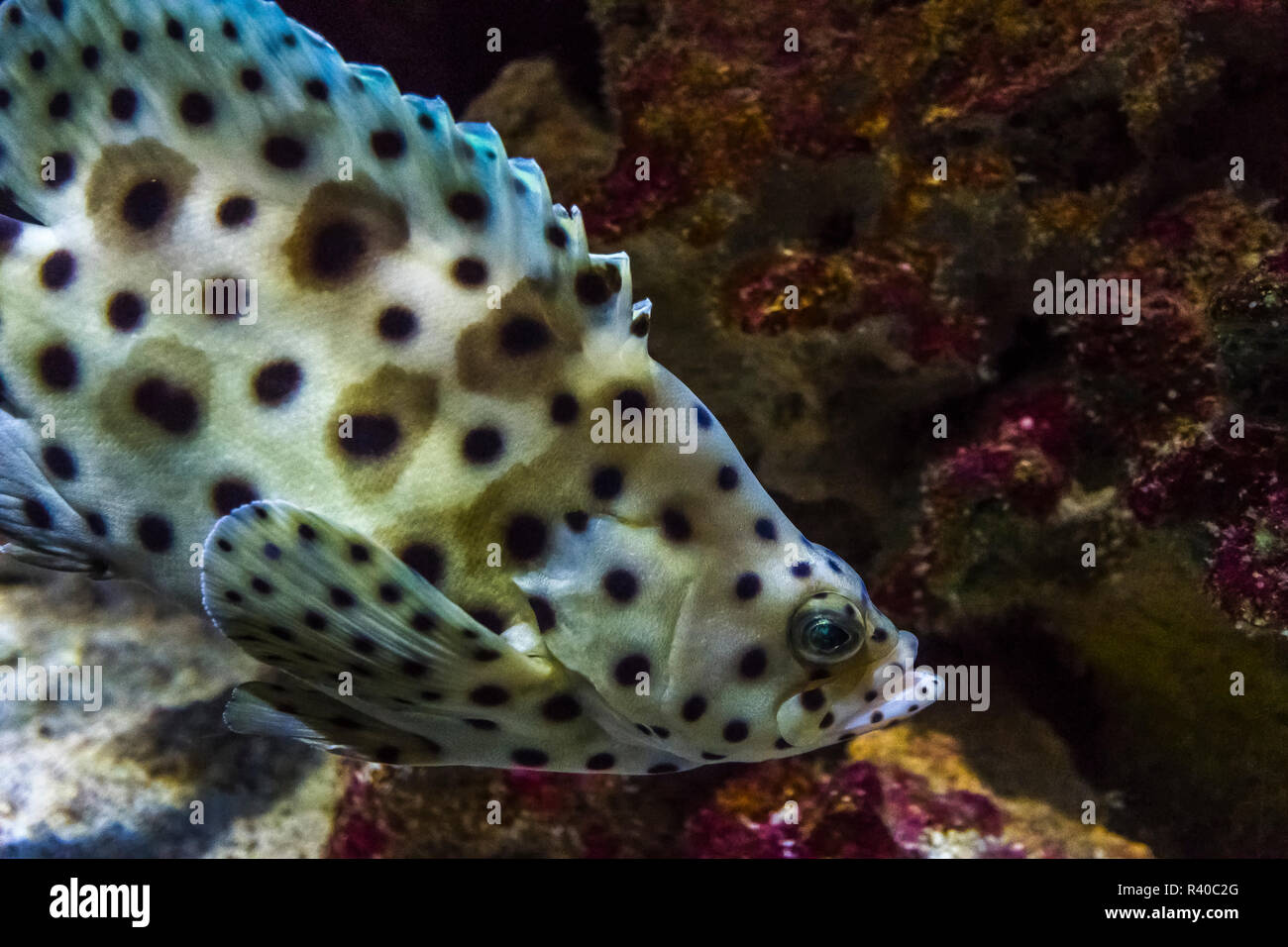 Stati Uniti d'America, Oregon. Ocean pesce in Oregon Coast Aquarium. Credito come: Jay O'Brien Jaynes / Galleria / DanitaDelimont.com Foto Stock