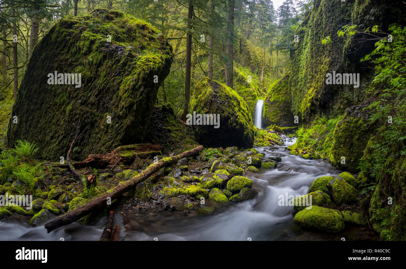 Stati Uniti d'America, Oregon. Molla di vista Ruckle Creek (Grotta di muschio) cade su Ruckle Creek in Columbia River Gorge. Composito Digitale. Foto Stock