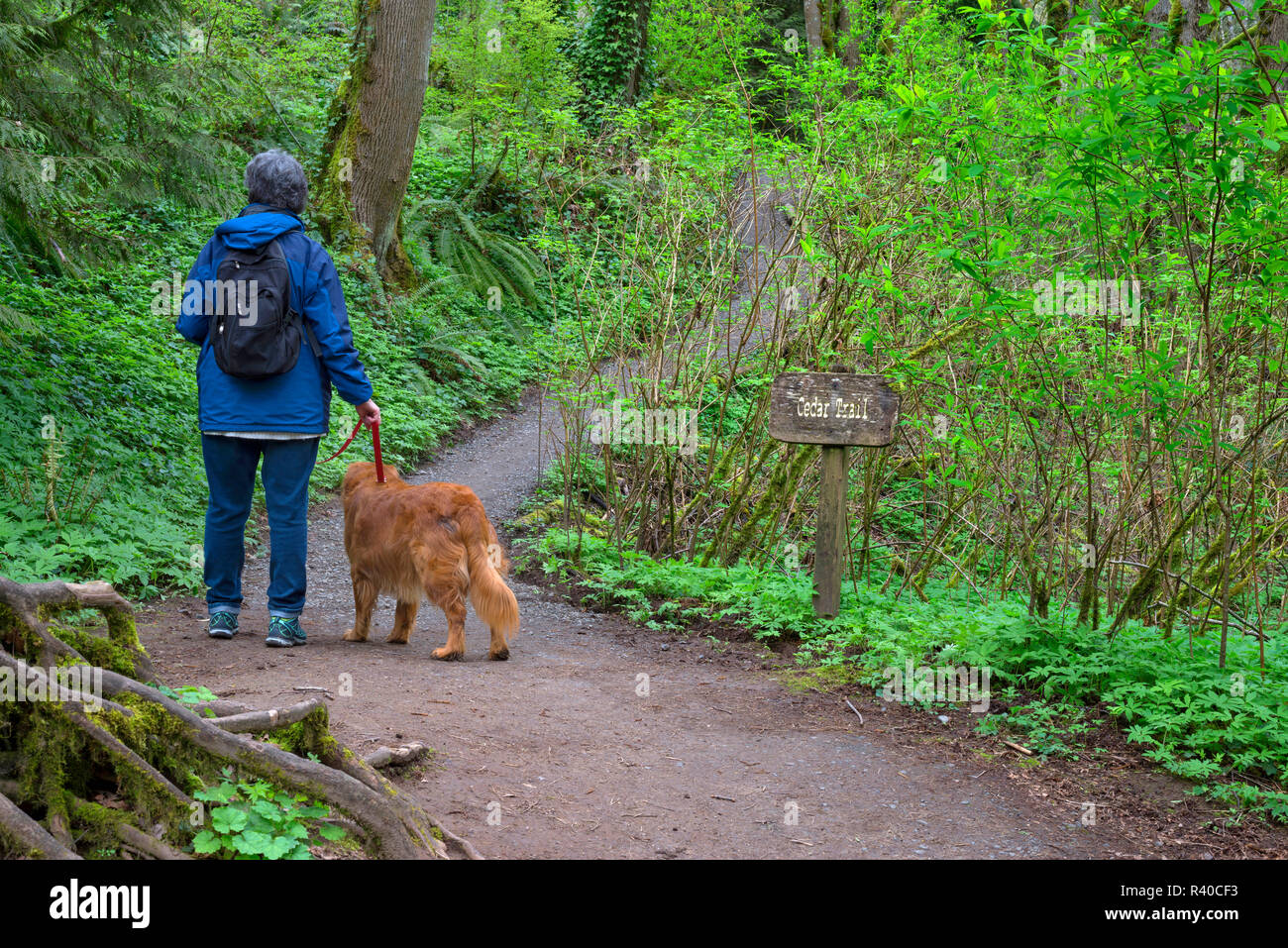 Stati Uniti d'America, Oregon, Tryon Creek Stato Area Naturale, Femmina escursionista e golden retriever escursionismo sul percorso attraverso la lussureggiante flora a molla. (MR) Foto Stock