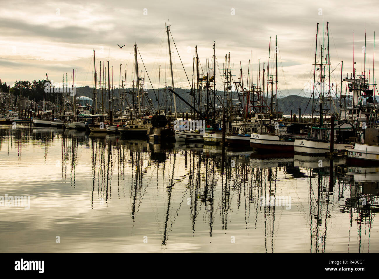 Newport, Oregon. Porto di Newport, Seagull si eleva al di sopra di barche da pesca e di riflessione nel porto Foto Stock