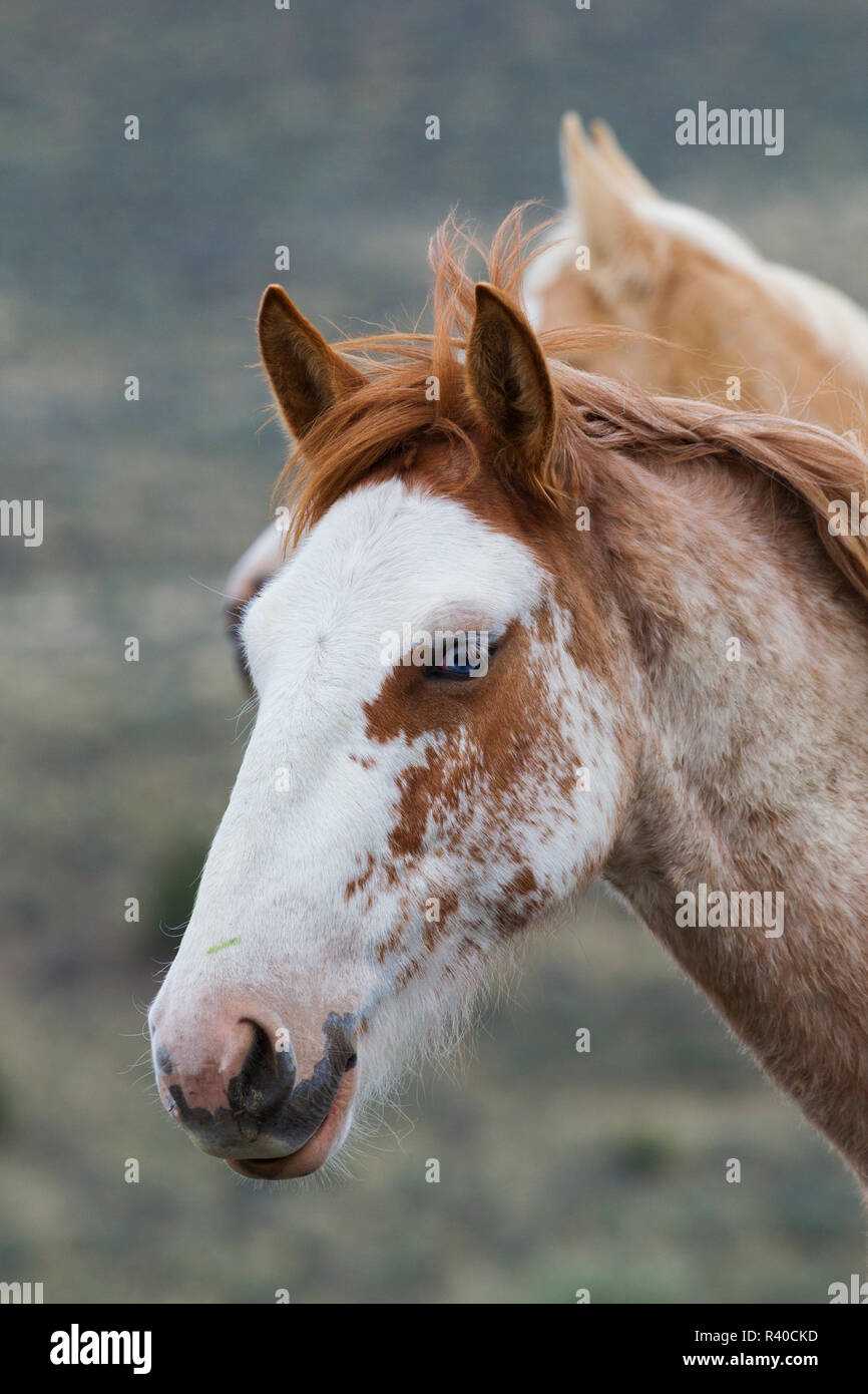 Cavalli selvaggi, Steens Mountain Mustangs Foto Stock