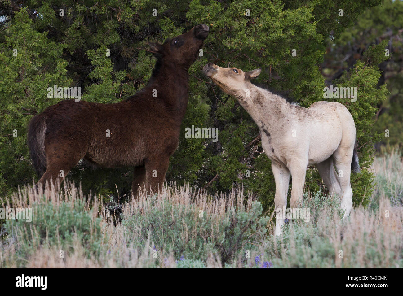 Giocoso puledri selvaggi, Steens Mountain Wild Horses Foto Stock