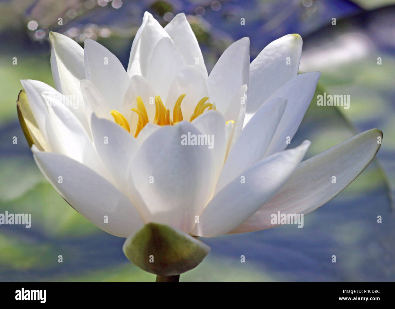 White water lily in luce posteriore Foto Stock