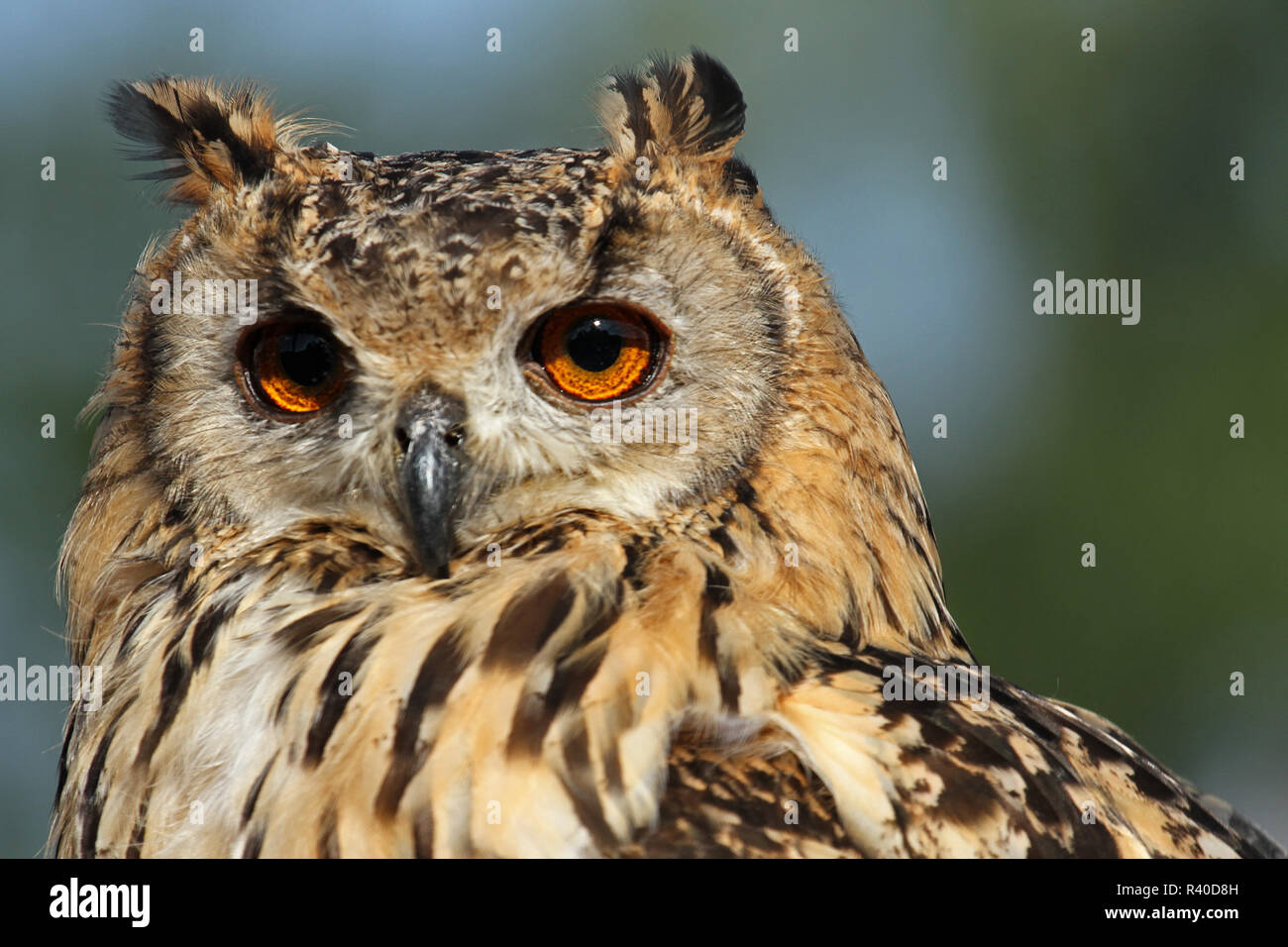 Ritratto di un gufo Foto Stock