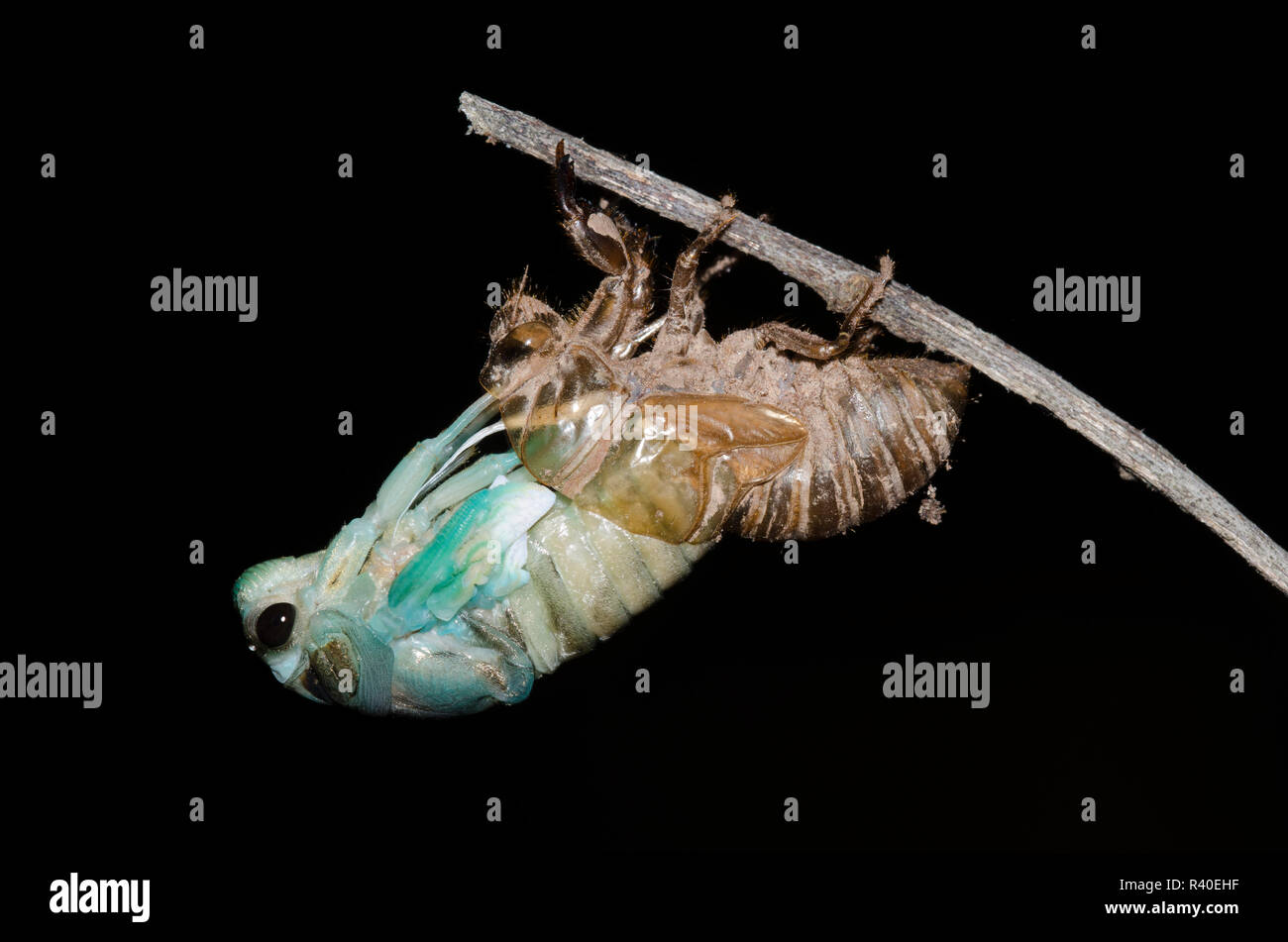 Lyric Cicala, Neotibicen lyricen, muta Foto Stock