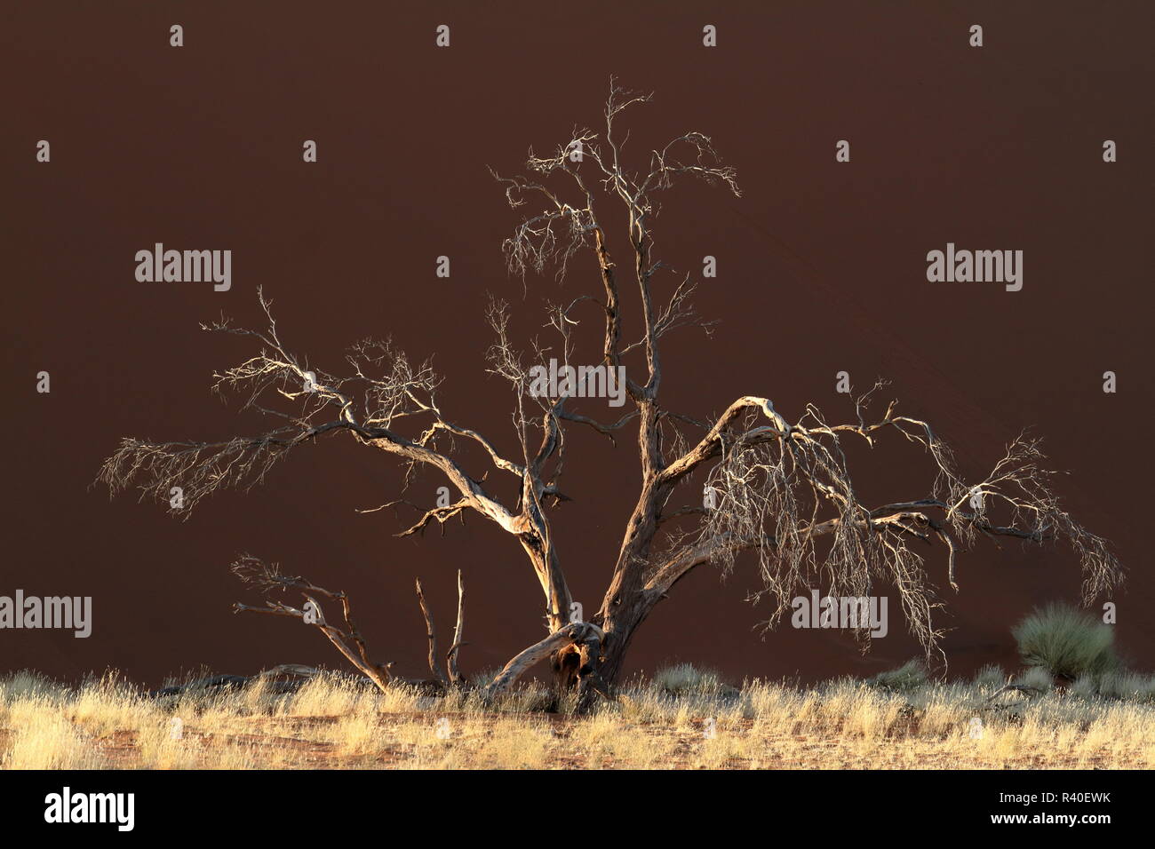 Il deserto del Namib con la deadvlei e sossusvlei in Namibia Foto Stock