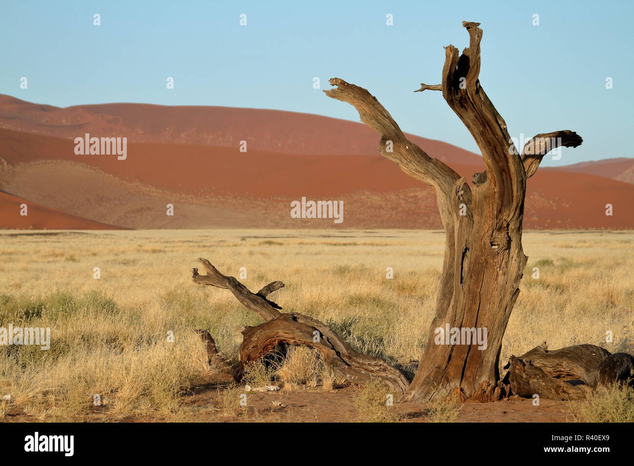 Il deserto del Namib con la deadvlei e sossusvlei in Namibia Foto Stock