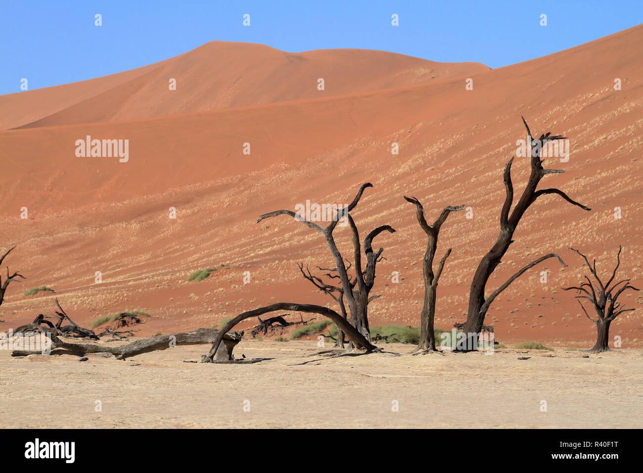 Il deserto del Namib con la deadvlei e sossusvlei in Namibia Foto Stock