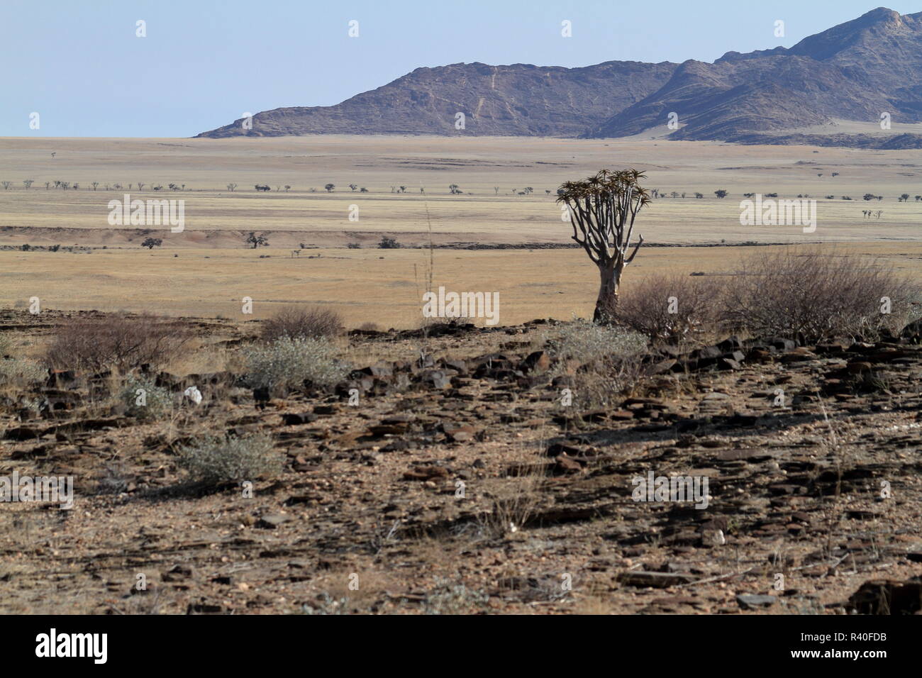 Il paesaggio del Namib Naukluft national park in Namibia Foto Stock