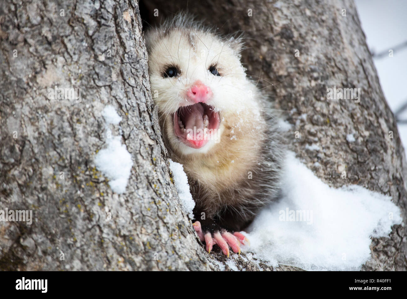 Stati Uniti d'America, Minnesota, arenaria. Di opossum chiamando mentre accoccolato in una struttura ad albero Foto Stock