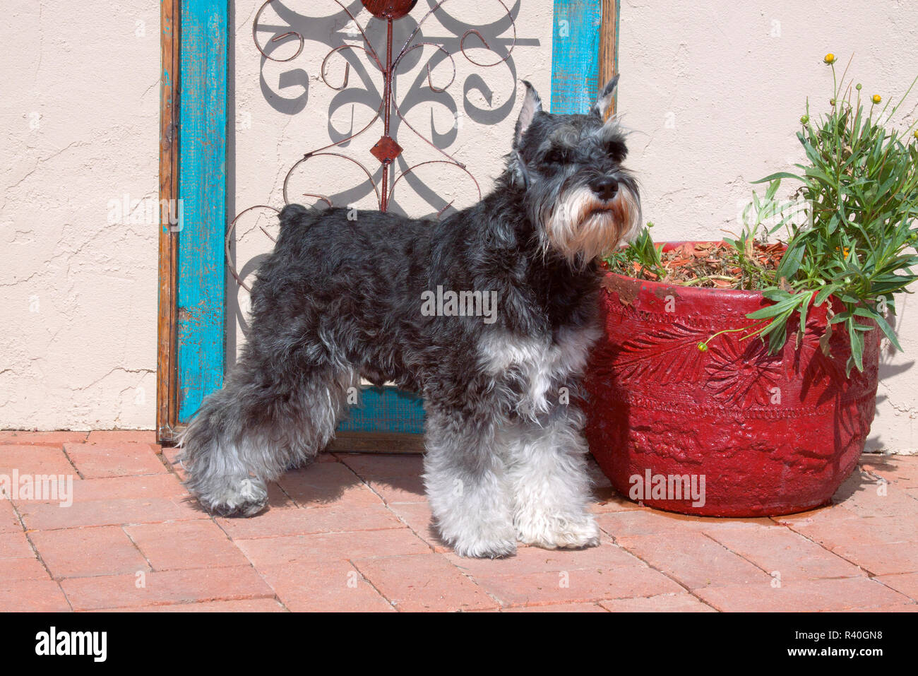 Schnauzer in piedi (MR) Foto Stock