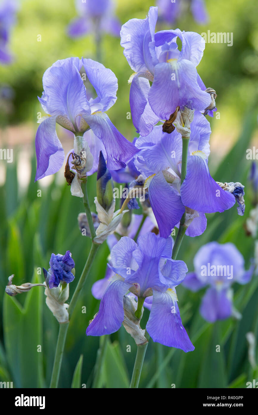 Iris cycloglossa. Chiusura del bel blu iride fiori nel giardino. Foto Stock