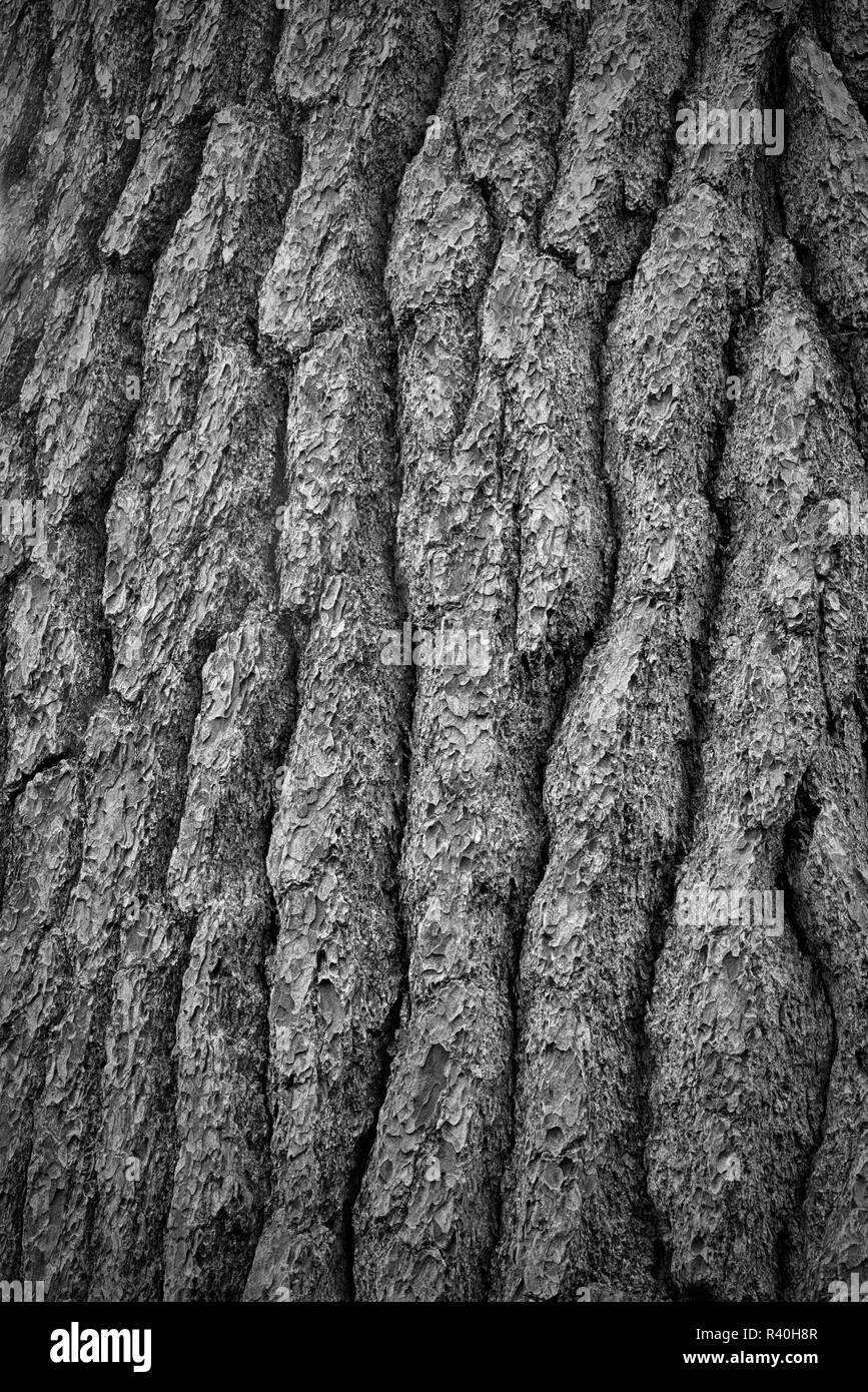 Stati Uniti d'America, nello Stato di New York. Bianco di corteccia di pino, Montagne Adirondack Foto Stock
