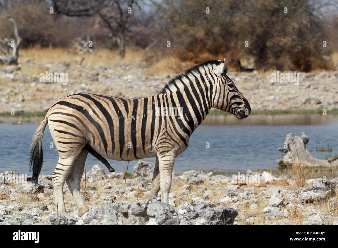 Zebra nel bush africano sul waterhole Foto Stock