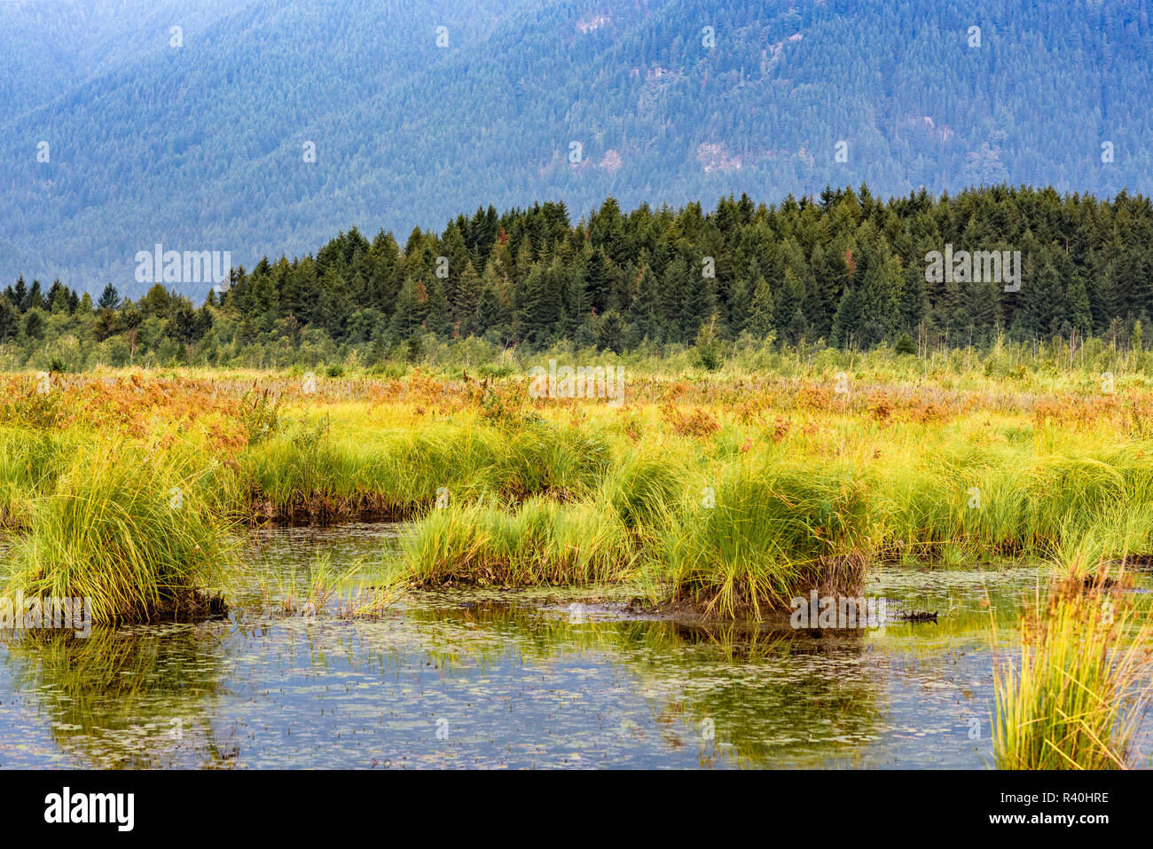 Pitt Polder Riserva Ecologica, Pitt Prati, British Columbia, Canada Foto Stock