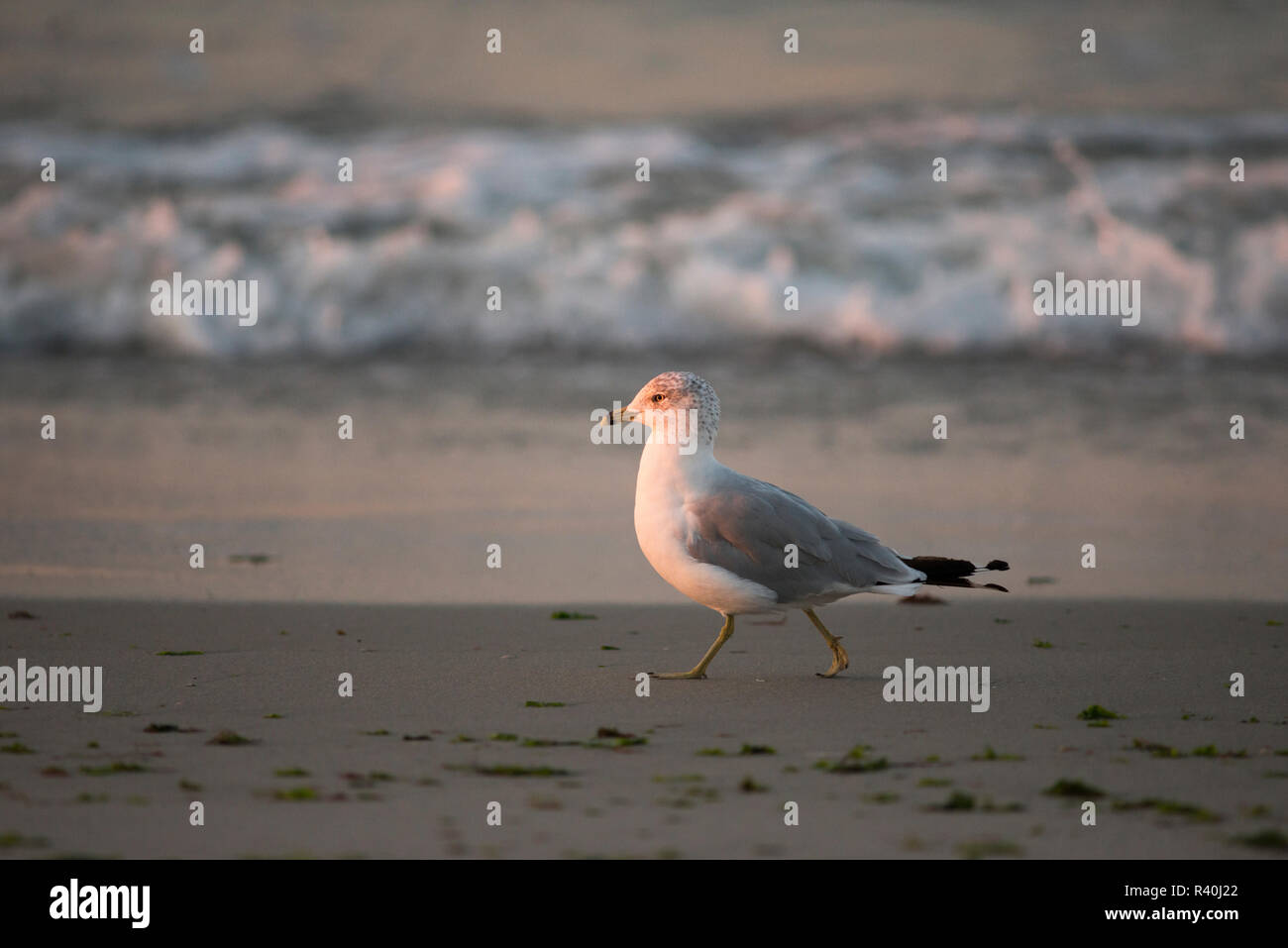 Long Island, New York, Stati Uniti d'America. Anello-fatturati Gull camminando sulla spiaggia. Foto Stock