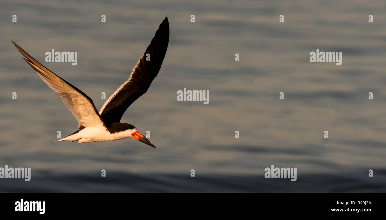 Long Island, New York, U.S.A. Skimmer nero volare sopra l'acqua. Foto Stock