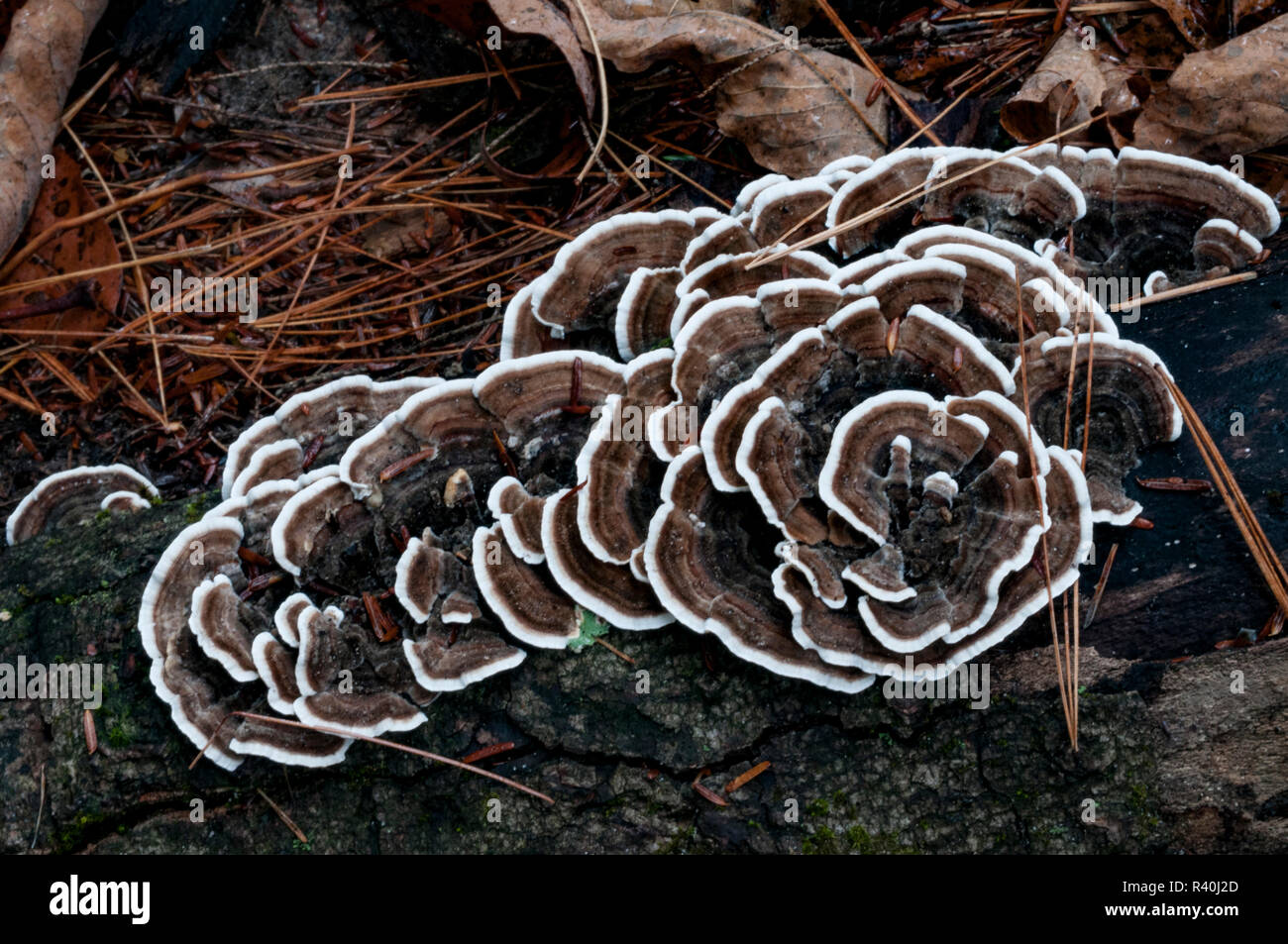 Regione Adirondack, New York, U.S.A. Fungo. Foto Stock