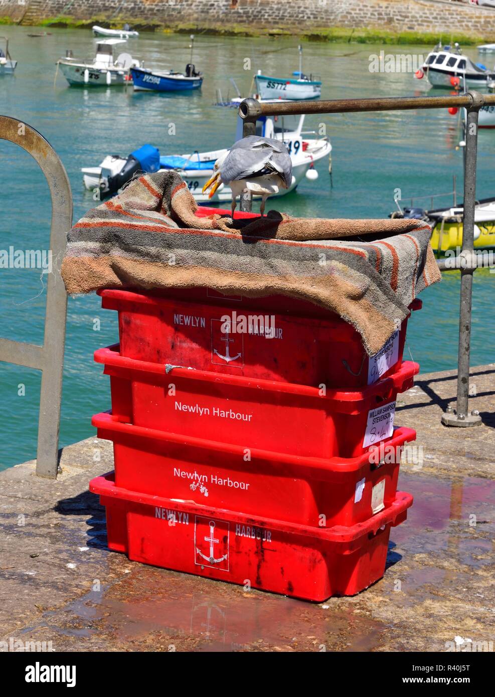 Seagull alimentazione sulle esche da pesca di casse in St Ives Harbour,Cornwall,l'Inghilterra,UK Foto Stock