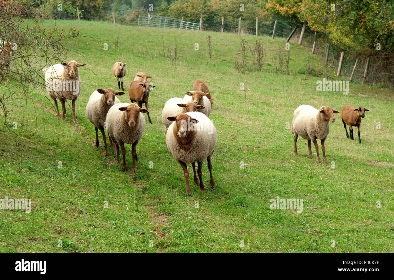 Coburger, Fuchsschaf, Thueringer, Waldziege Foto Stock