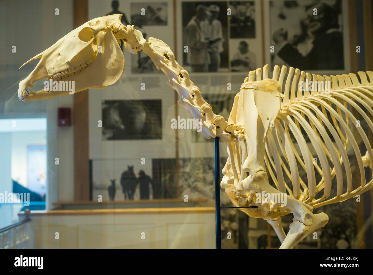 Stati Uniti d'America, New York, Hudson Valley, Saratoga Springs, Museo Nazionale delle corse di cavalli e Hall of Fame, lo scheletro di cavallo Foto Stock