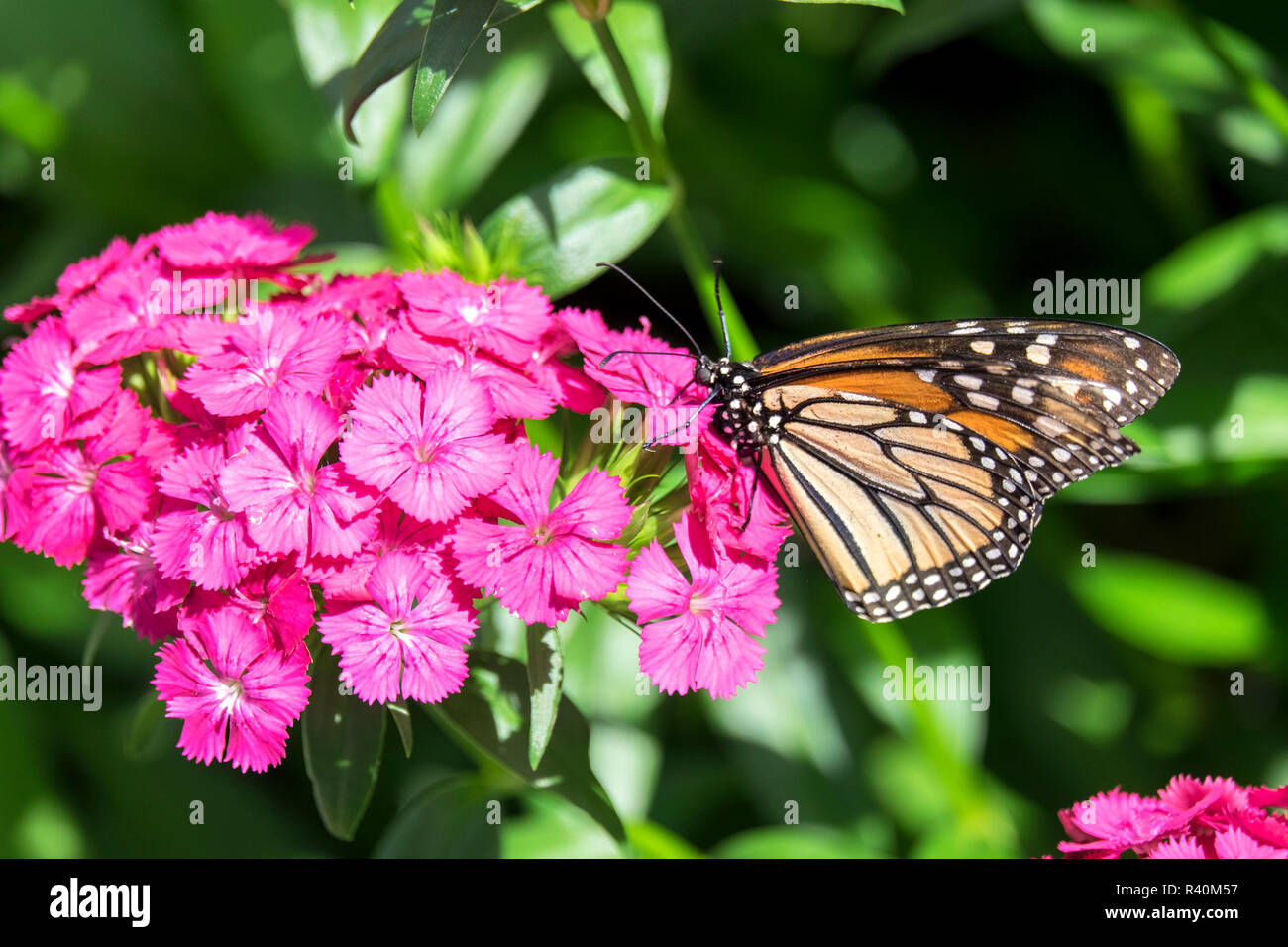 Farfalla monarca, rosa Dianthus, giardino, STATI UNITI D'AMERICA Foto Stock