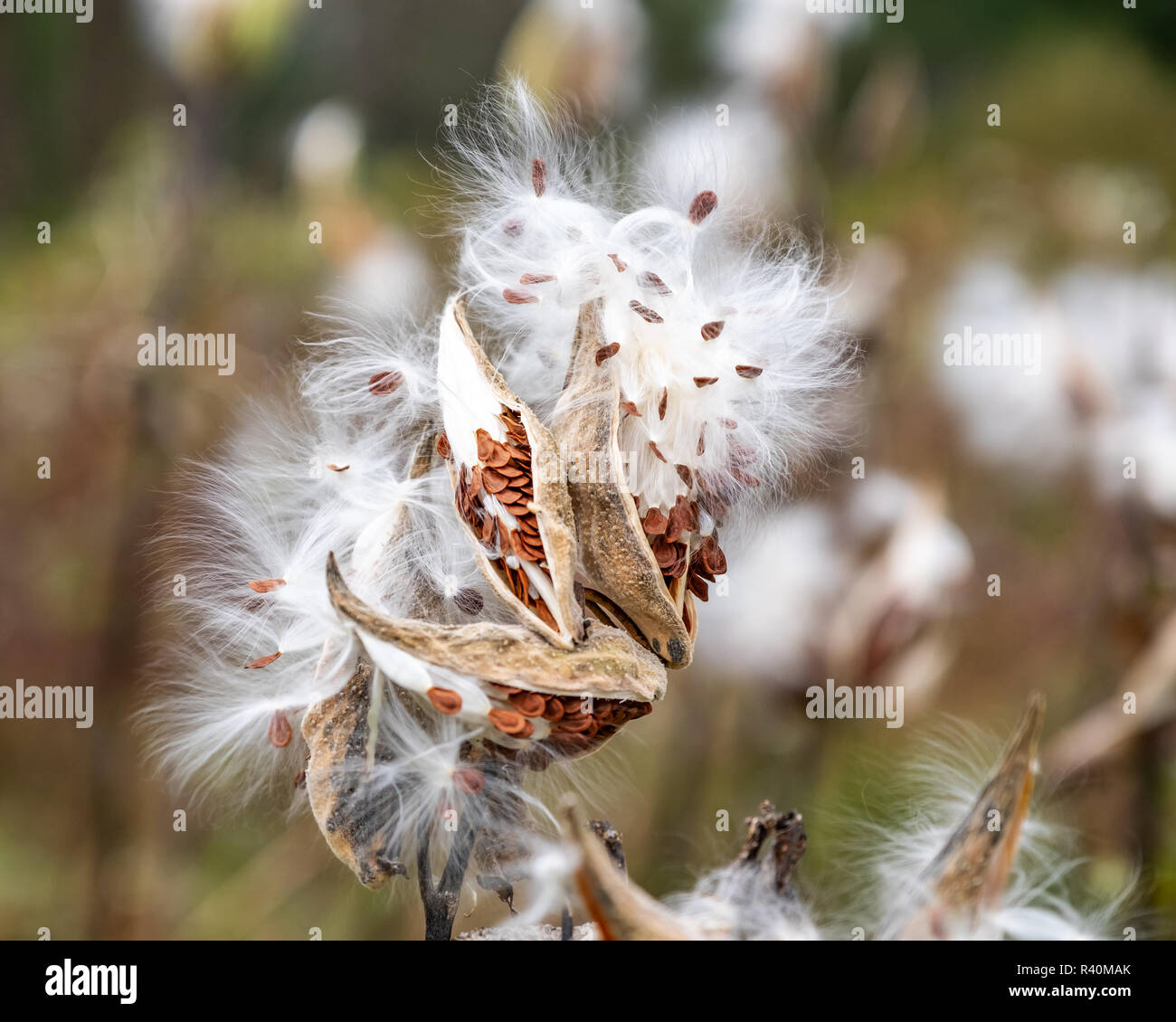 Un impianto di milkweed con più seedpods scoppio e filamenti bianchi flutter in vento d'autunno. Foto Stock