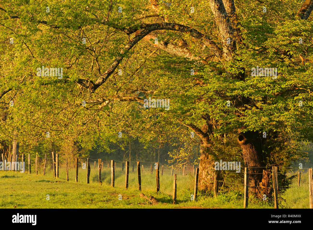 Alberi e recinzioni lungo la corsia di scintille in mattinata, Cades Cove, Great Smoky Mountains National Park, Tennessee Foto Stock