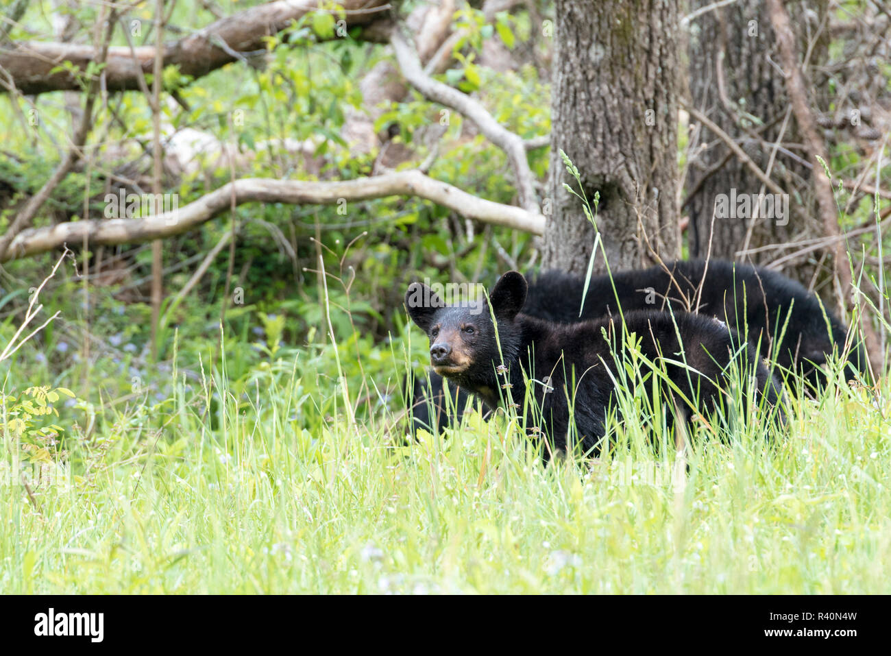 Stati Uniti d'America, Tennessee, Great Smoky Mountain National Park. Cades Cove, la fauna selvatica. Black Bear Cub coetanei fuori da prato di graminacee Foto Stock