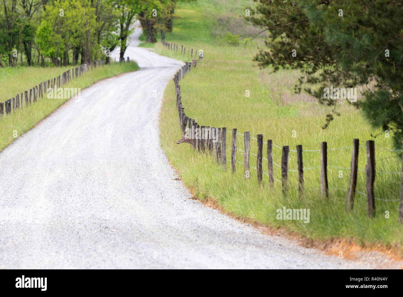 Stati Uniti d'America, Tennessee, Great Smoky Mountain National Park. Cades Cove, la fauna selvatica. White Tailed Deer passa attraverso la recinzione piuttosto che su Foto Stock