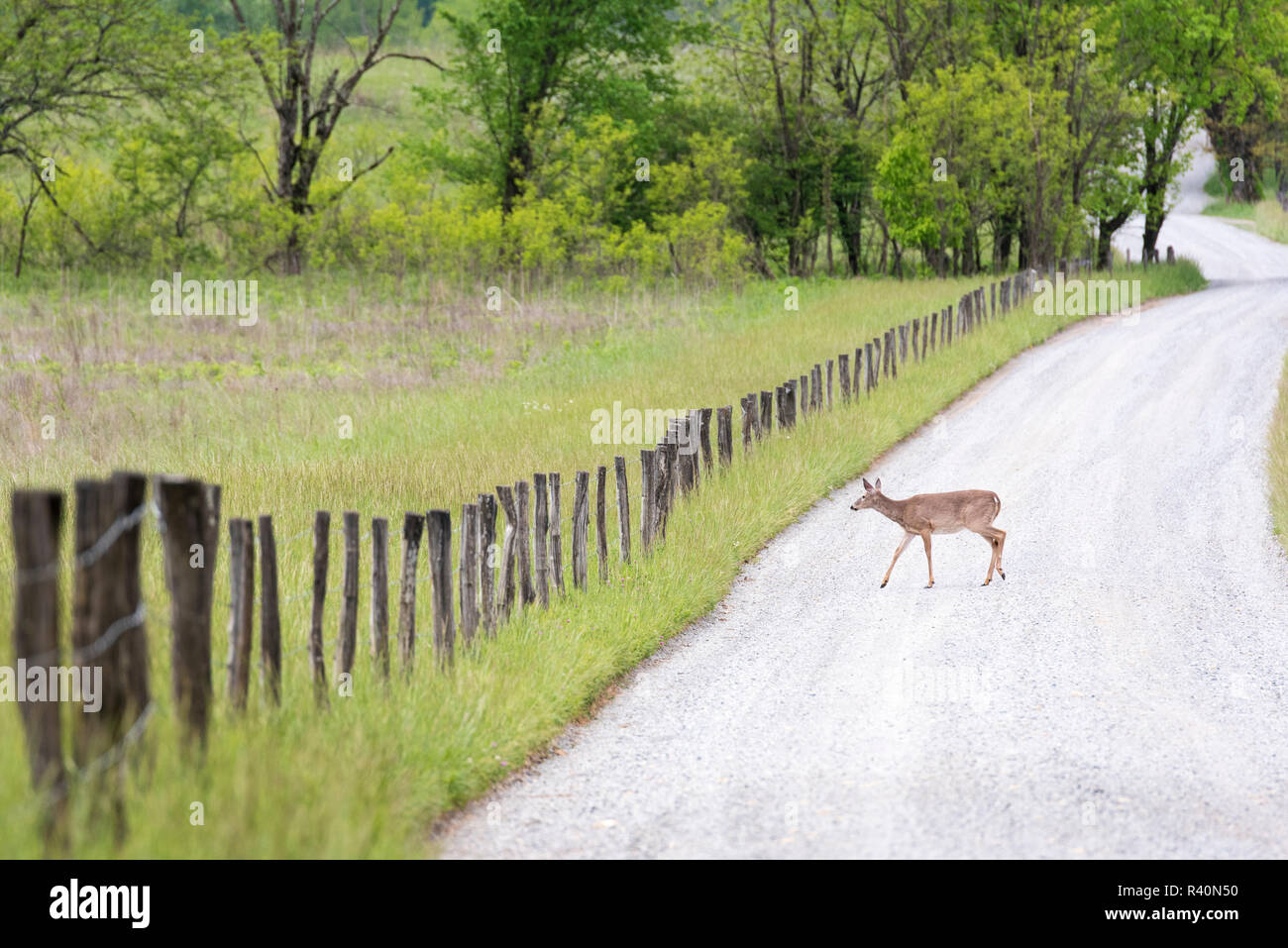Stati Uniti d'America, Tennessee, Great Smoky Mountain National Park. Cades Cove, la fauna selvatica. White Tailed Deer attraversa lane. Foto Stock