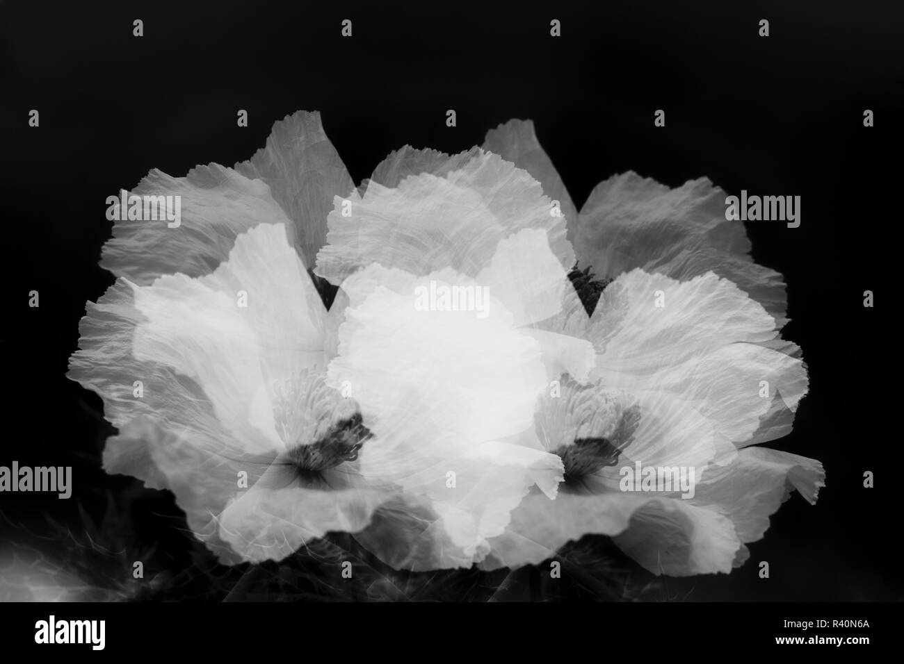 Esposizione multipla di bianco papavero coccolone, Argemone albiflora, Hill Country vicino Marble Falls, Texas Foto Stock