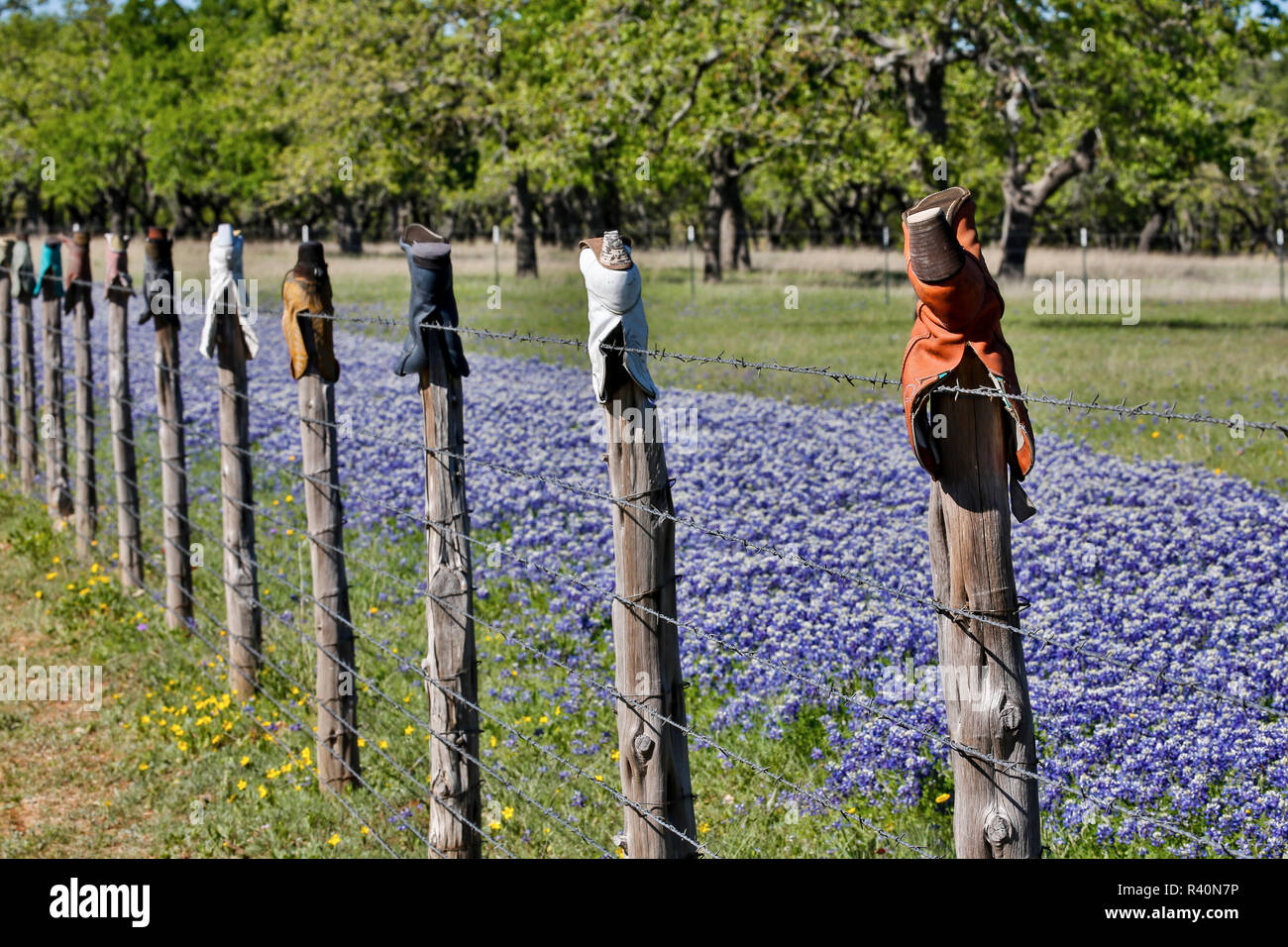 Stivali da cowboy sul recinto vicino Fredericksburg Primavera Blue Bonnet bloom, Texas Foto Stock