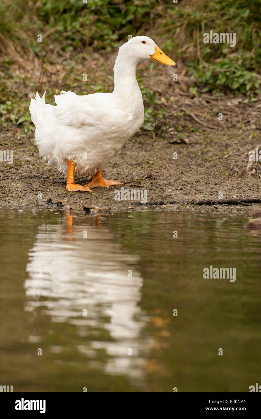 Houston, Texas, Stati Uniti d'America. Pekin domestici o Long Island duck in piedi vicino al bordo di un laghetto. Foto Stock