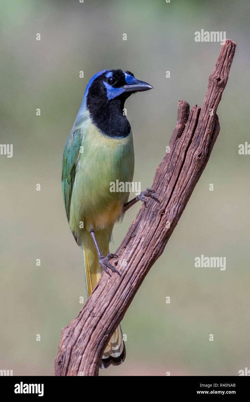 Rio Grande Valley, Texas, U.S.A. Green Jay appollaiato. Foto Stock