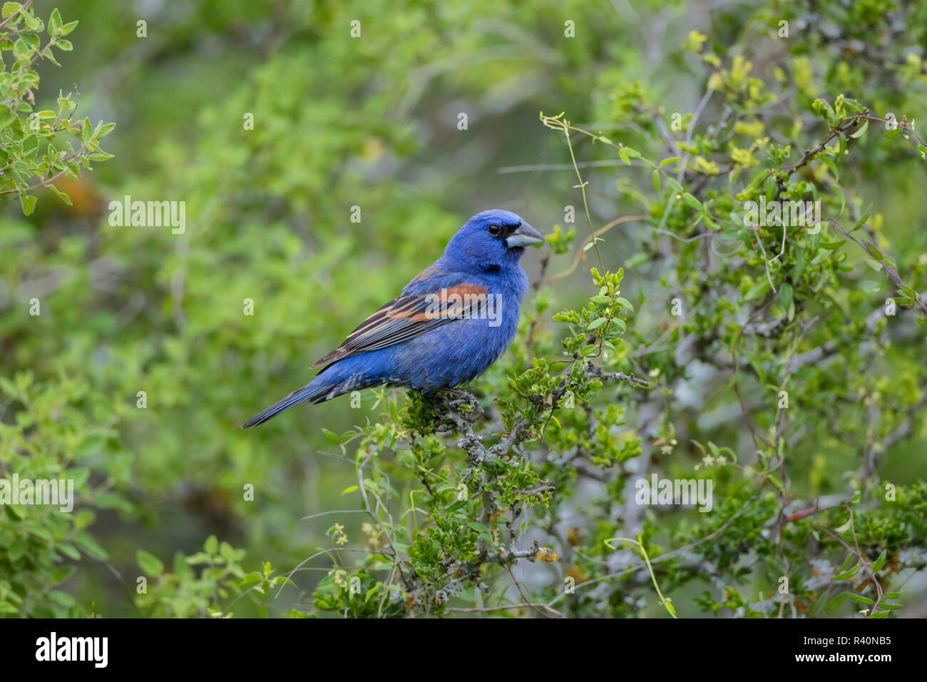 Blu (Grosbeak Guiraca caerulea) maschio adulto in habitat Foto Stock