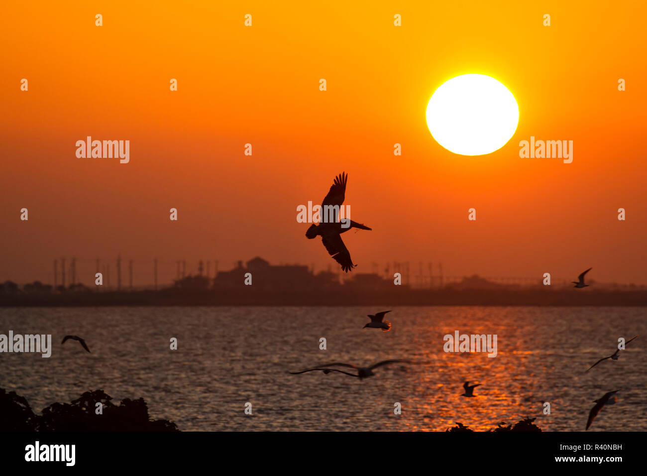 Brown pellicani (Pelecanus occidentalis) in volo Foto Stock