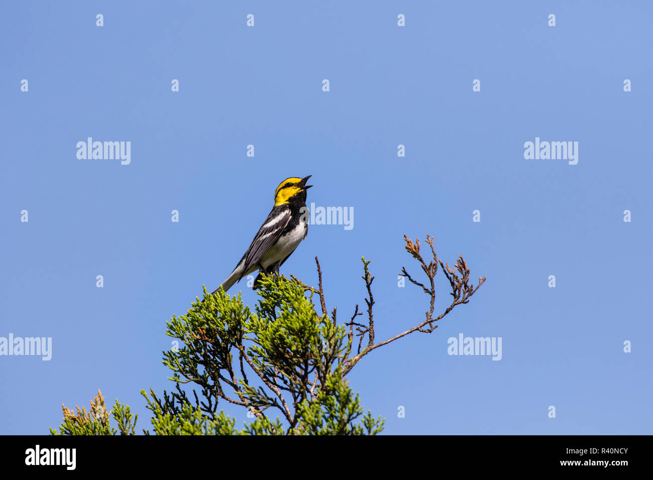 Golden-cheeked trillo (Dendrolica chrysoparia) adulto in habitat di ginepro Foto Stock