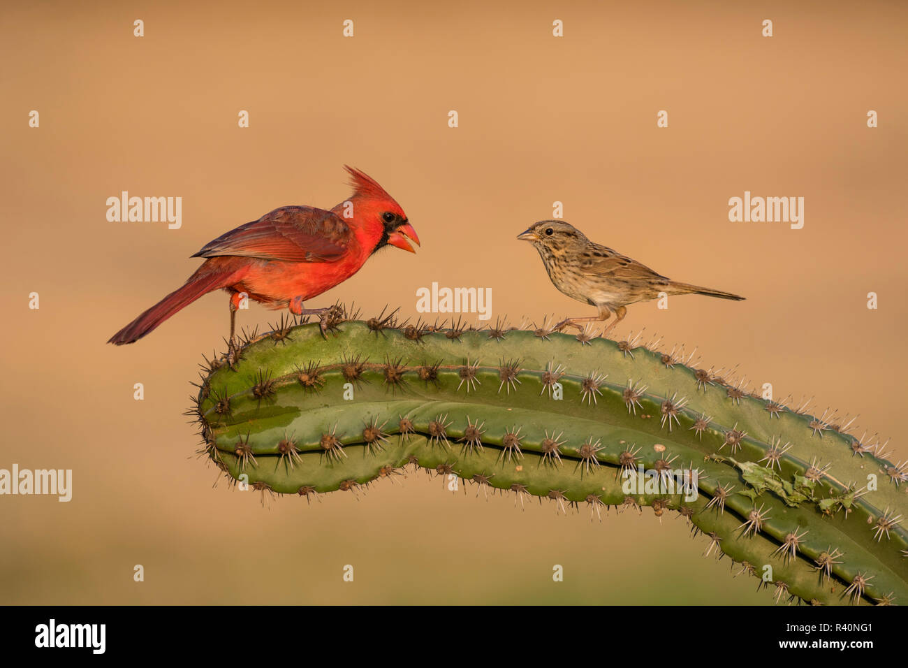 Lincoln è Sparrow (Melospiza lincolnii) con il nord del cardinale il cactus Foto Stock