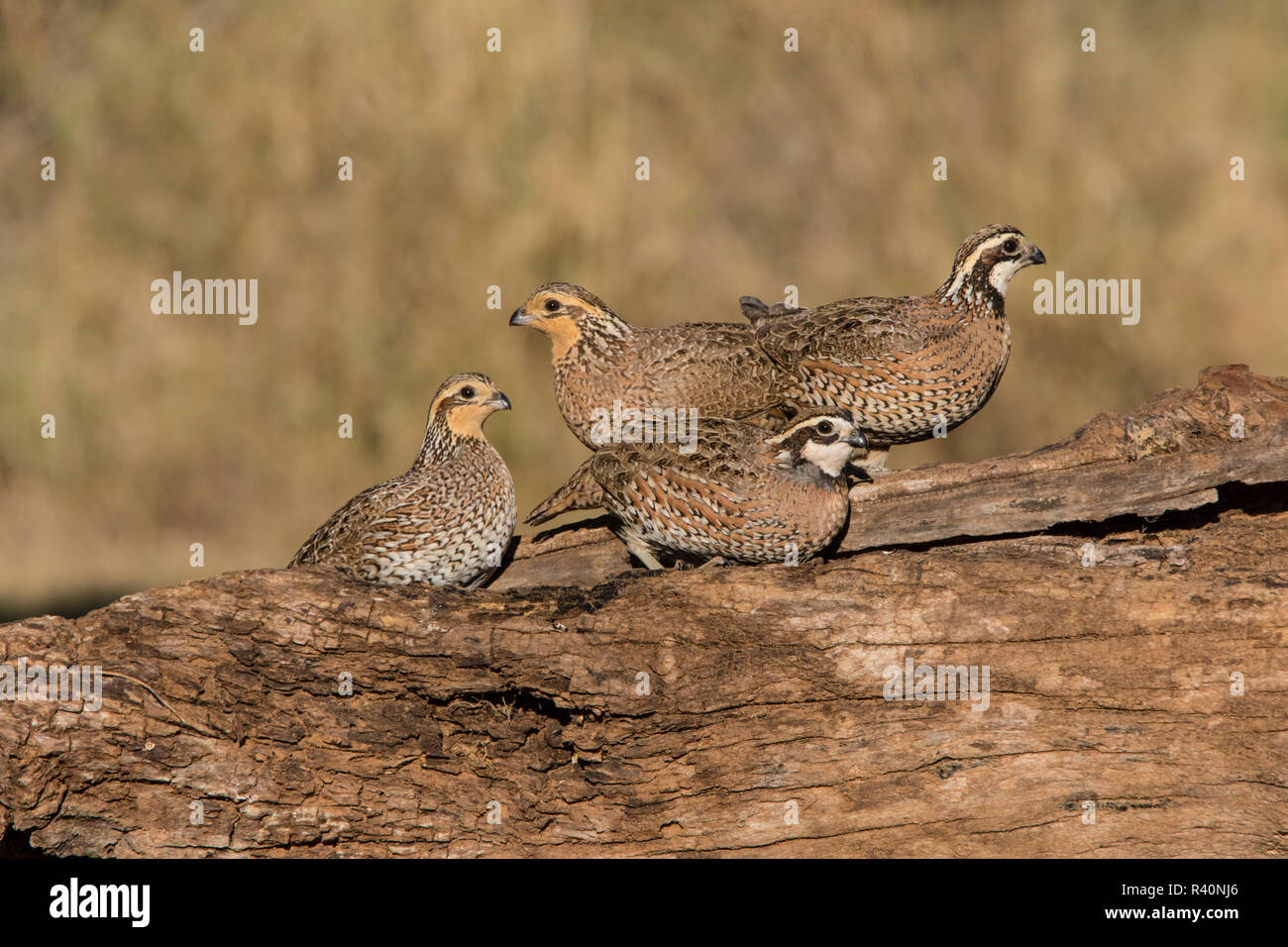 Northern Bobwhite Quaglia (Colinus virginianus) alimentazione covey Foto Stock