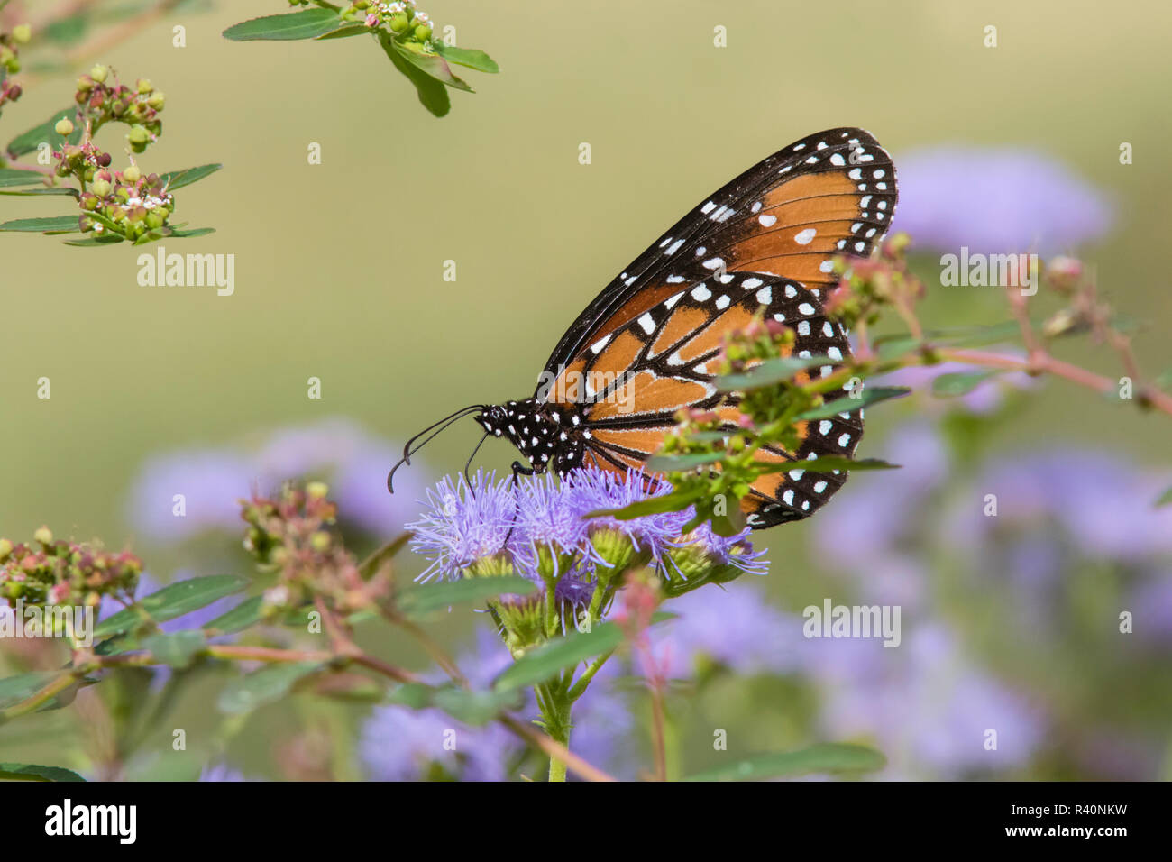 Regina (Danaus gilippus) farfalla alimentando ad mistflower Foto Stock