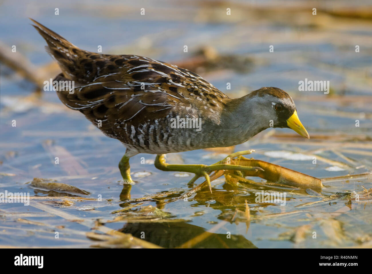 Sora (Porzona Carolina) rovistando nella palude Foto Stock