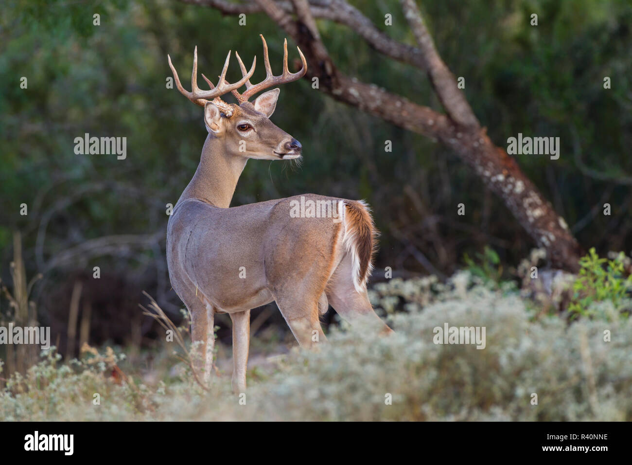 White-Tailed Deer (Odocoileus virginianus) buck in inizio autunno Foto Stock