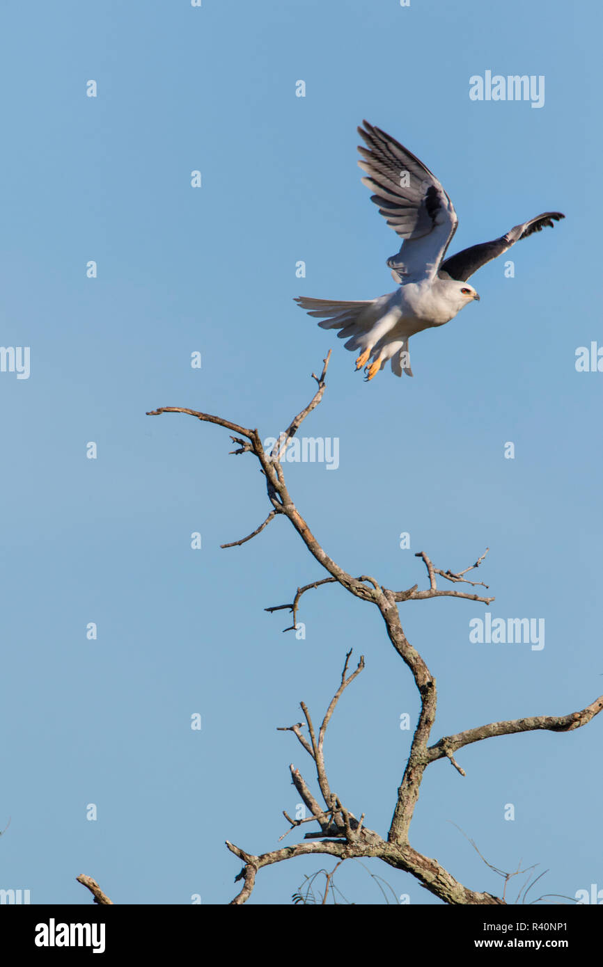 White-tailed Kite (Elanus Leucurus) prendendo il largo Foto Stock