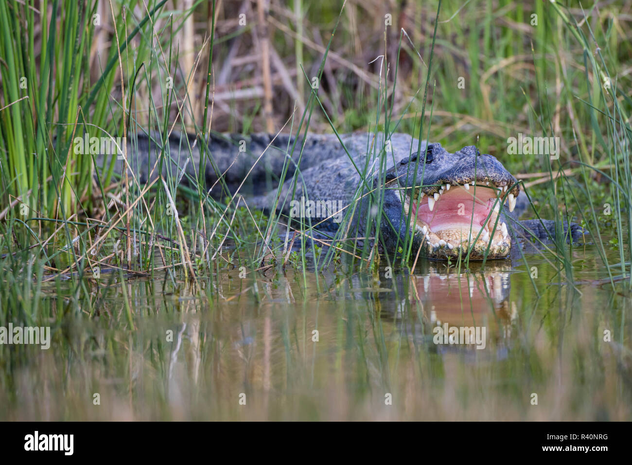 Il coccodrillo americano (Alligator mississippiensis) la ventilazione mentre posa in marsh. Foto Stock