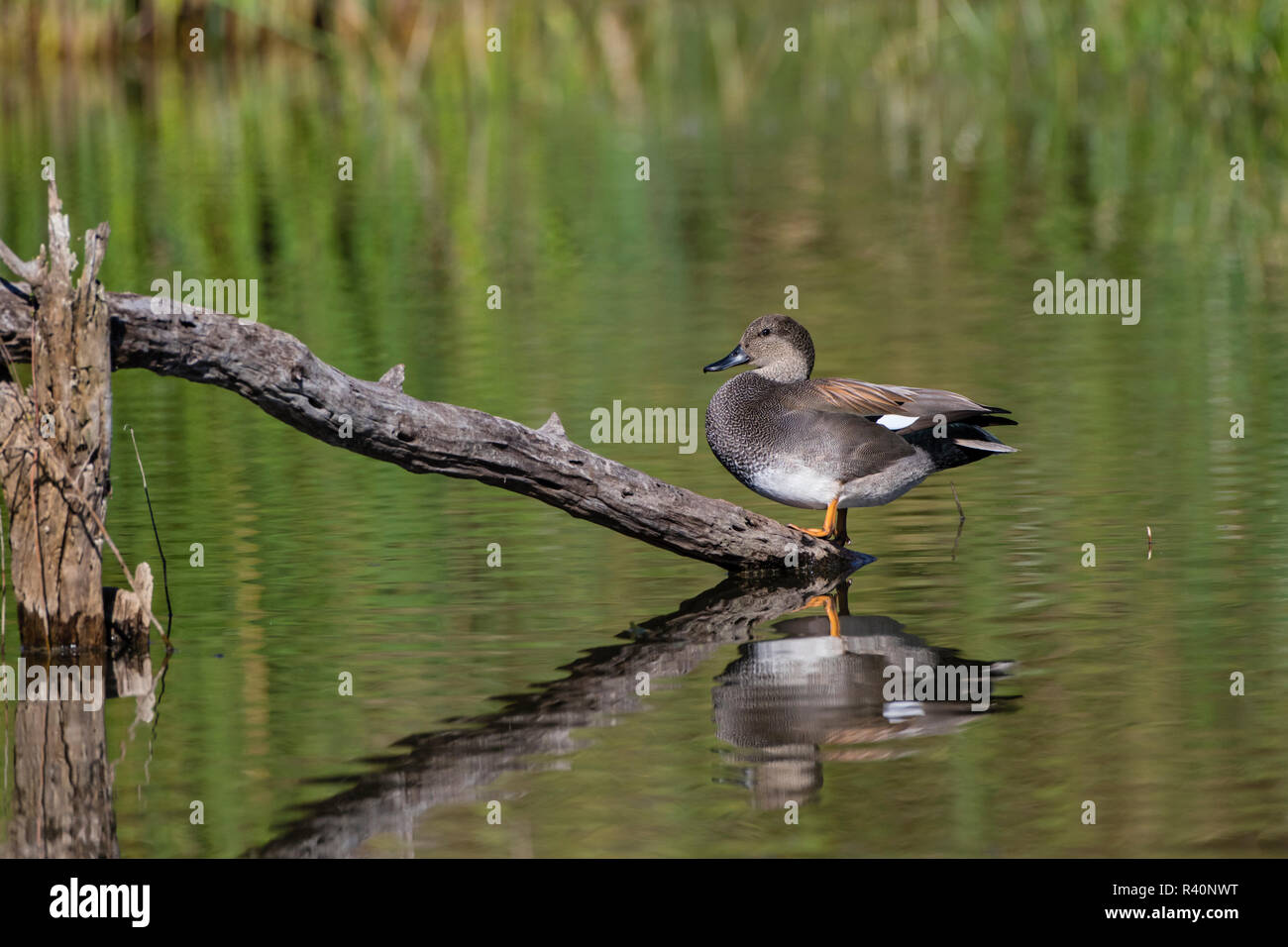 Canapiglia (Anas strepera) poggiante su albero morto arto su stagno Foto Stock