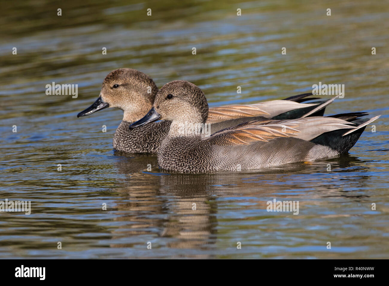 Canapiglia (Anas strepera) coppia nuoto Foto Stock
