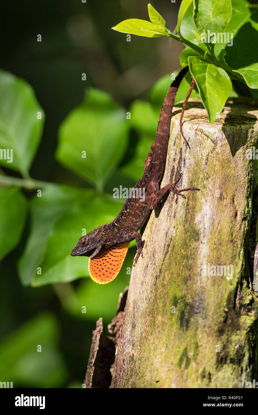 Cubano Anole marrone (Anolis sagrei) visualizzazione di giogaia Foto Stock