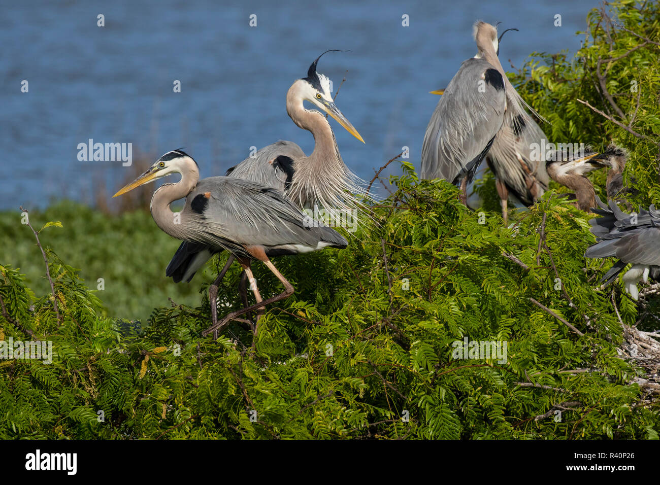 Airone blu (Ardea erodiade) adulti nesting Foto Stock
